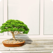 Bonsai tree